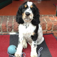 Dit is Jagger als pup zoon van onze Luna
