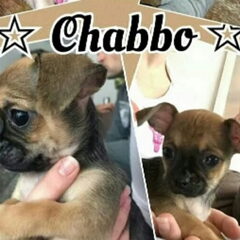 Chabbo 6,5 week