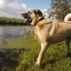 Asielhond Linky