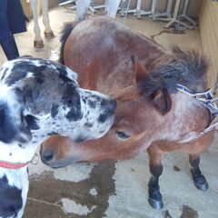 Marvin met een Shetlander, die even groot was. " Hoi…