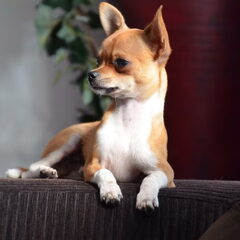 Onze stoere man