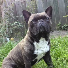 Dit is Bob, bob is 5 jaar & zo'n lieverd!