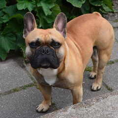 Dit is Koos, 2 jaar. Koos is een franse bulldog. Koos is…