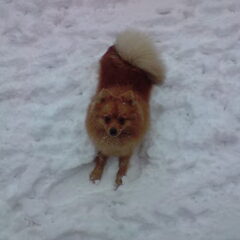Diesel in de sneeuw