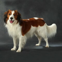 Dit is ons kooikerhondje Tijs, geboren 01-08-2012.