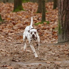 Sooki in de Drunense duinen