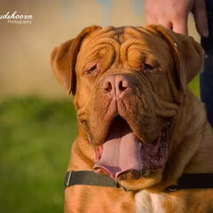 Onze max
