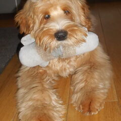 Dit is Finn!