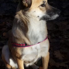 in het bos
