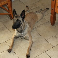 Dit is Gytha mijn eerste hond ik heb haar sinds november…