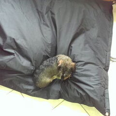 Hoezo is deze zitzak te groot?
