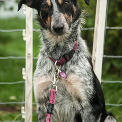 Lilly Dob 28 maart 2011 Met Lilly wordt niet gefokt