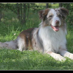 Djazzlynn is de border collie van mijn vriend. Zij is…