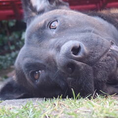 Dit is mijn mooie hond Bo.