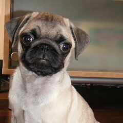 Onze vorige hond. De mooie mops Quinten.