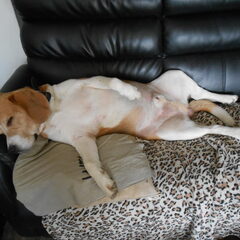 dit is mij grote vriend Toby sinds 1 maand weten we dat hij…