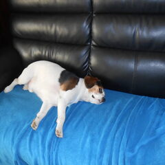 dit is vriend nummer twee Max dit is een kruising van een…