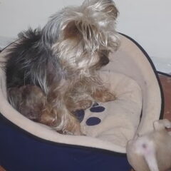Wie zn mand?????