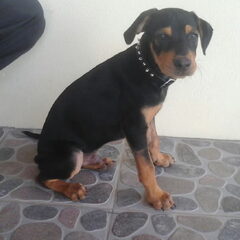 Stoere halsband voor een stoere pup.. (L) "Buddha"