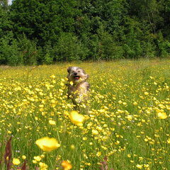 lekker vrij lopen in de bloemen wei