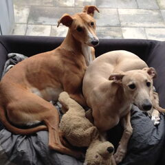 Zo lief...