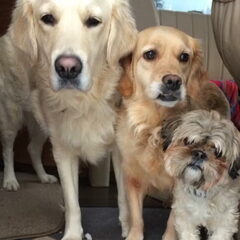 Onze 3 schatten : Nana ,Marley en Ginny