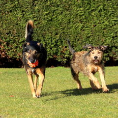 Samen met Vino gaan doggysitten op Dikkie, mijn favorieten…