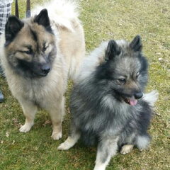 Bo met Spyk... Als daar geen mooie pups uitkomen