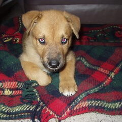 Shinouk als puppy.