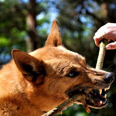 Prachtige foto van shinouk in actie!