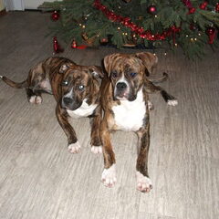 Samen gezellig onder de kerstboom liggen.