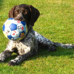 Onzen Bert , lieve duitse brak