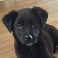 Juup, 10 weken oud, onze nieuwe grote liefde ????