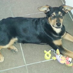Taico spelen