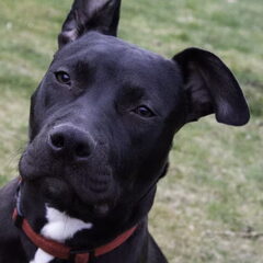 Dit is onze American Stafford, super sociaal, wil met…