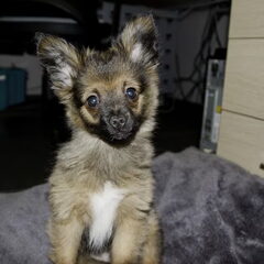 Dit is Buddy. Super speels, aanhankelijk en knuffelig