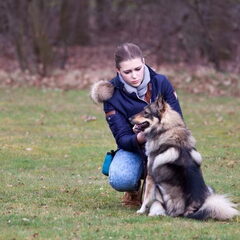 Elementaire Gehoorzaamheids cursus