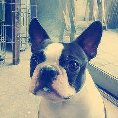 Ons ventje (Angus) als hij wat yoghurt gegeten had ;)