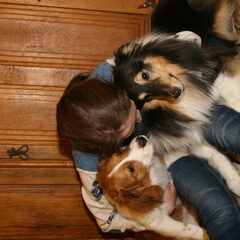 Mijn Hondje met een handycap (de sheltie). Haar agility…