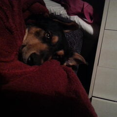 Taico slapen