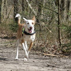 Uma tijdens de Spaanse hondenopvang wandeling