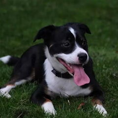 Mijn lieve schat Mojo, een geadopteerd hondje uit Spanje…