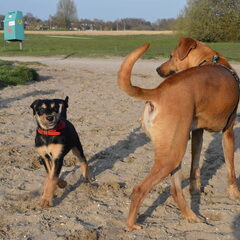 met een 12 weken oude pup