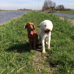 Heerlijk aan de wandel bij ons op de Dijk.