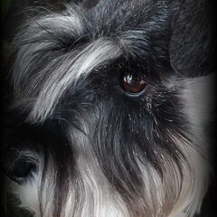 Quinty is onze lieve dwergschnauzer, wij hebben haar 2 jaar…