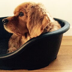 Saartje . Kruising Golden Retriever en King Charles…