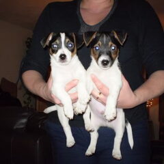 Links is Luna, rechts dr broertje, Tank, op de dag dat ik…