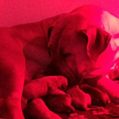 dit is ons laatste nestje van onze boerboel beppie haar…