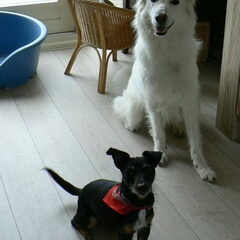 Onze witte herder Joy samen met diesel(hondje van me moeder)