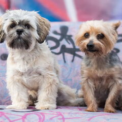 mijn foto modelletjes Xito en Rex